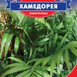 Пальма Хамедорея