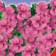 Манон насіння обрієти (GL Seeds)