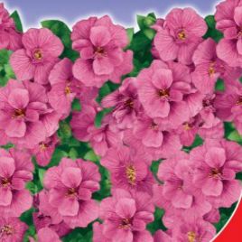 Манон насіння обрієти (GL Seeds)