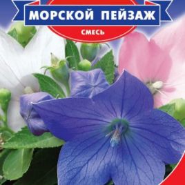 Платикодон Морський пейзаж
