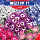 Шедевр F1 семена цинерарии (GL Seeds)