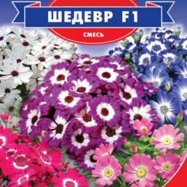 Цинерария Шедевр F1