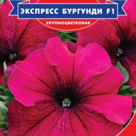 Петуния Экспресс Бургунди