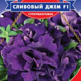 Петуния Сливовый джем