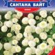 Сантана Вайт семена матрикарии (GL Seeds)