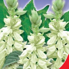 Амбассадор біла (white) насіння сальвії (GL Seeds)