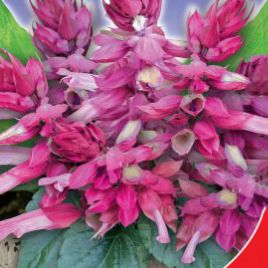 Рожеве сяйво насіння сальвії (GL Seeds)