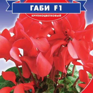 Цикламен Габі F1 перський міні