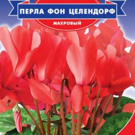 Цикламен Перла фон Целендорф F1