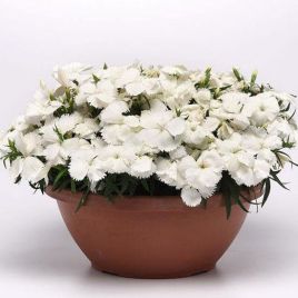 Гвоздика китайська Корона F1 біла (Corona F1 White)