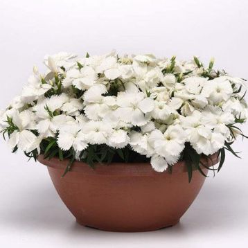 Гвоздика китайська Корона F1 біла (Corona F1 White)