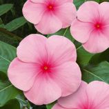 Катарантус Медитер F1 страуберри