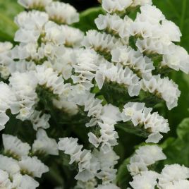Кермек КИС белый (white)