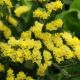 Кермек КИС желтый (yellow)