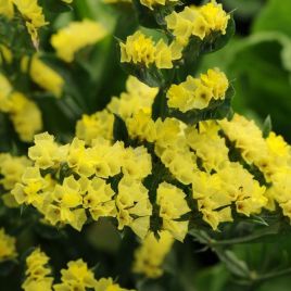 Кермек КИС желтый (yellow)