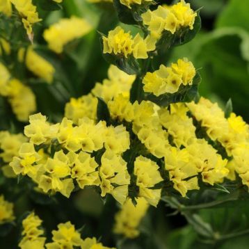 Кермек КИС желтый (yellow)