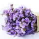 Лимониум Кис лавандовый (QIS Lavender)