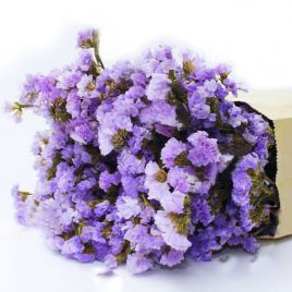 Лимониум Кис лавандовый (QIS Lavender)