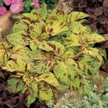 Колеус Визард мозаик