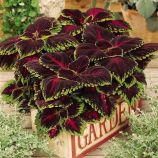 Колеус Конг F1 красный (Kong F1 Red)