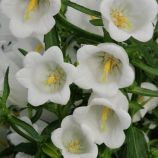 Колокольчик Кампана белый