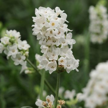 Лаванда Элеганс белая (white)