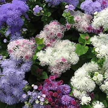 Агератум Принц Микстур (Prince Mixture)
