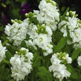 Насіння левкоя Хот Кейк білий (Pan American)