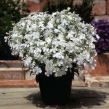 Лобелія Рів'єра біла (Pan American)