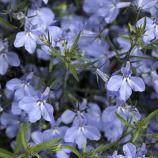 Лобелія Рів'єра блакитна (Pan American)