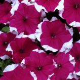 Петуния Дримс F1 Роуз Пикоти (розовое пикоте) 