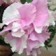 Петуния грандифлора Каскад F1 орхид (grandiflora Cascade F1 Orcid)