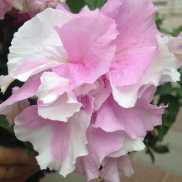 Петуния грандифлора Каскад F1 орхид (grandiflora Cascade F1 Orcid)