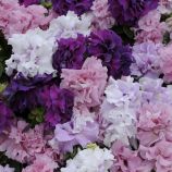 Петуния Каскад микс (смесь)