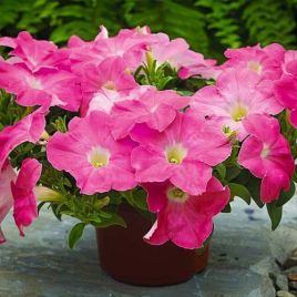 Петуния Мираж F1 розовая (pink)
