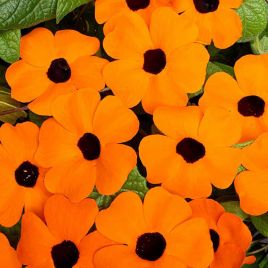 Тунбергия Сюзанна (Orange with Eye) оранжевая с глазком
