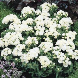 Флокс Промис белый (White)