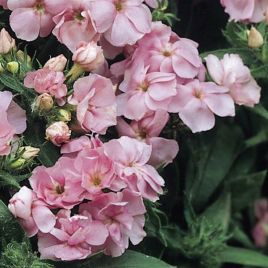 Флокс Промис розовый (Pink)