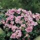 Флокс Промис розовый (Pink)