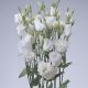 Эустома АВС 1 F1 Белая (Lisianthus russeliana F1 ABC White)