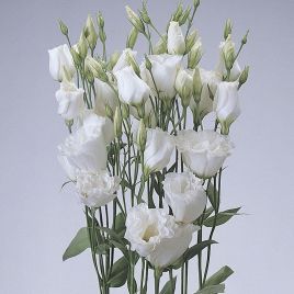 Эустома АВС 1 F1 Белая (Lisianthus russeliana F1 ABC White)