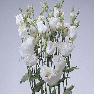 Эустома АВС 1 F1 Белая (Lisianthus russeliana F1 ABC White)