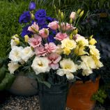 Эустома АВС 1 F1 смесь (mix)