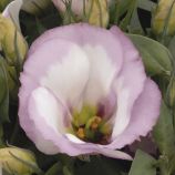 Еустома Сапфір F1 біло-рожева