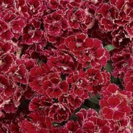 Гвоздика турецкая Династия F1 роуз лейс (Dynasty F1 Rose Lace)