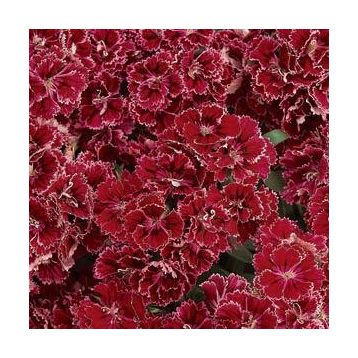Гвоздика турецкая Династия F1 роуз лейс (Dynasty F1 Rose Lace)