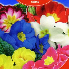 Примула Гигант селекта