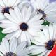 Кокосовий лід насіння диморфотеки (GL Seeds)
