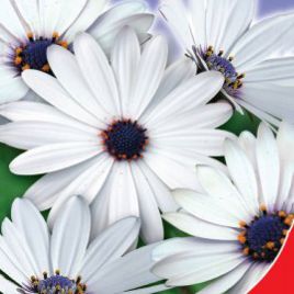 Кокосовий лід насіння диморфотеки (GL Seeds)