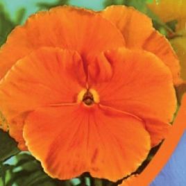 Фиалка Витрокка оранжевая (orange)